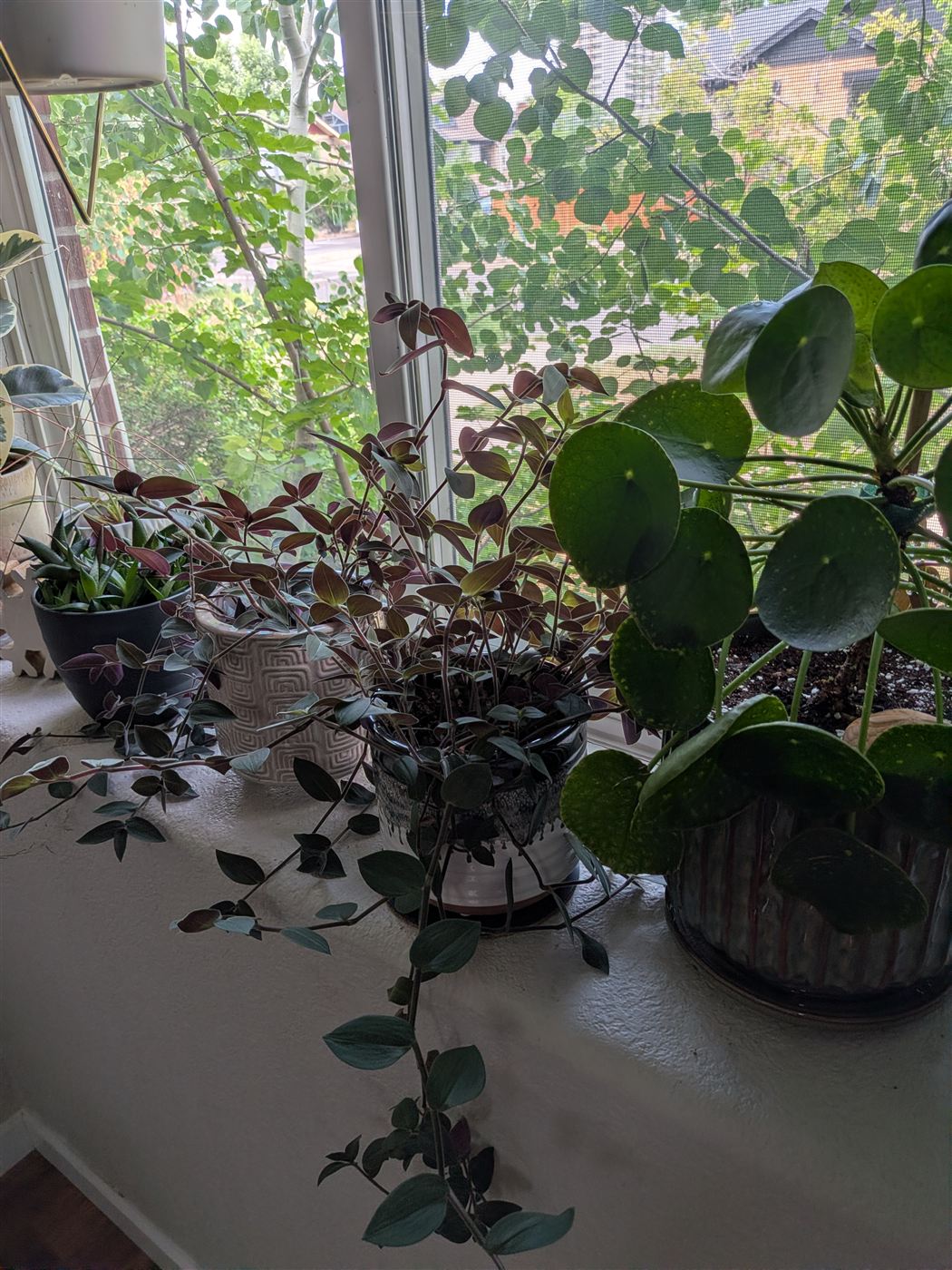A sunny windowsill filled with houseplants — pilea, oxalis and trailing greenery